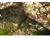 Photo of Myoxocephalus polyacanthocephalus